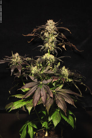 White Berry Feminised Seeds - 10