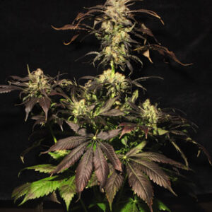 White Berry Feminised Seeds - 5