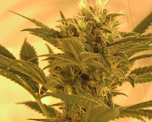 Big Band Feminised Seeds-10
