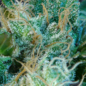 Gnomo Auto Feminised Seeds - 1
