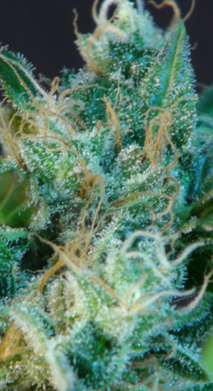 Gnomo Auto Feminised Seeds - 1