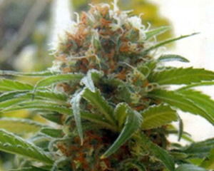 Big Bull (Kannabia Special) Feminised Seeds - 5