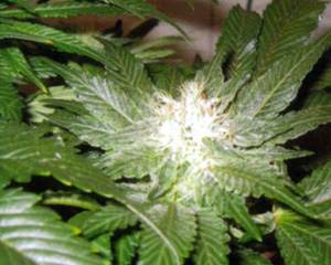La Blanca Feminised Seeds-5