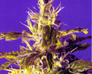 Kaboom (La Reina de Africa) Feminised Seeds - 10