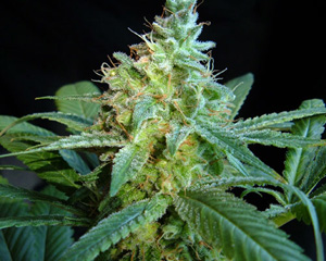 Mataro Blue Feminised Seeds-5