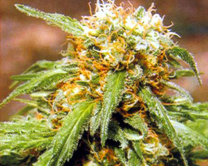 Thai Fantasy Feminised Seeds-5