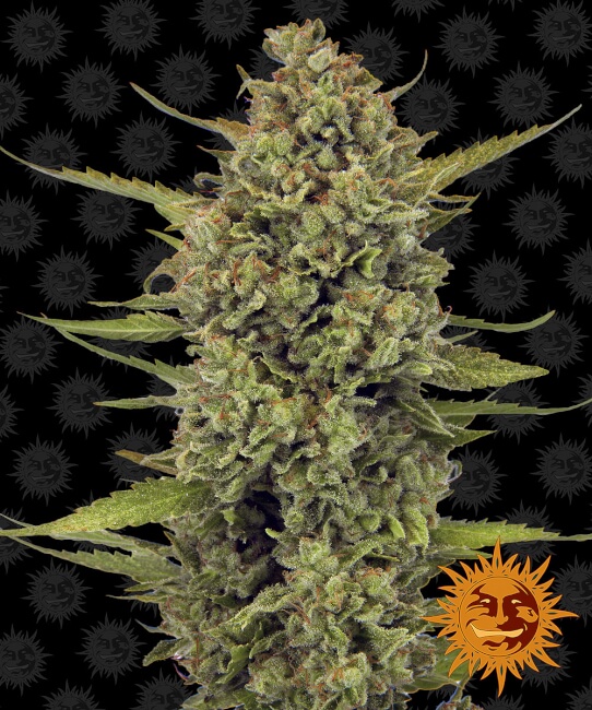 Acapulco Gold Feminised Seeds - 1