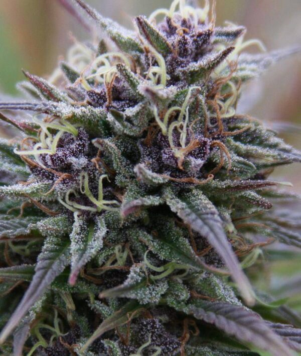 Purple Maroc Feminised Seeds - 4