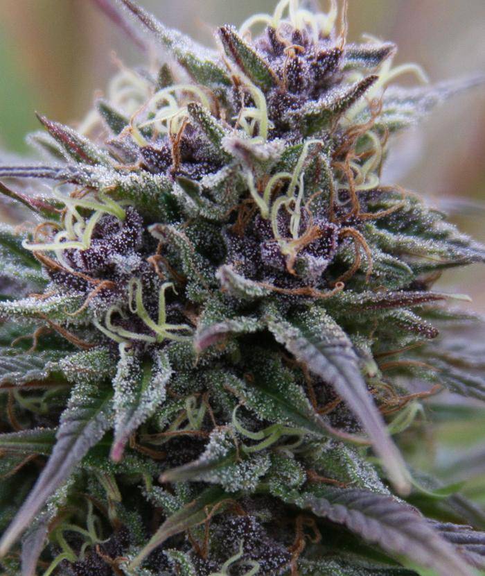 Purple Maroc Feminised Seeds - 4