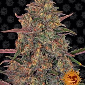Pineapple Chunk Feminised Seeds - 3