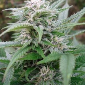 Easy Sativa Feminised Seeds - 10