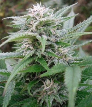 Easy Sativa Feminised Seeds - 10
