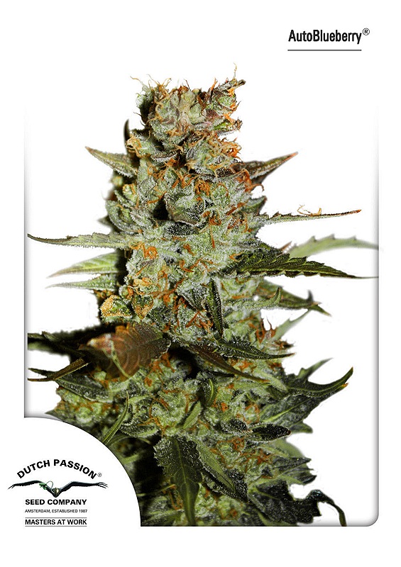 Blueberry Auto Feminised Seeds - 3