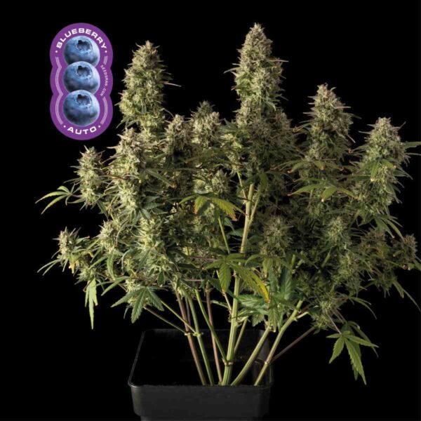 Blueberry Auto Feminised Seeds - 3