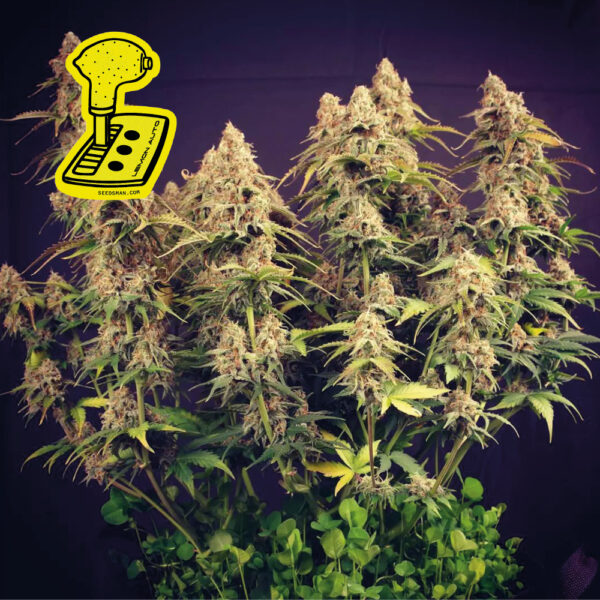 Lemon Auto Feminised Seeds - 3