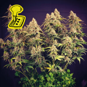 Lemon Auto Feminised Seeds - 10