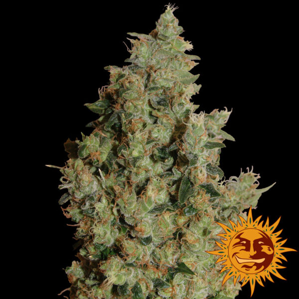 Tangerine Dream Feminised Seeds - 5