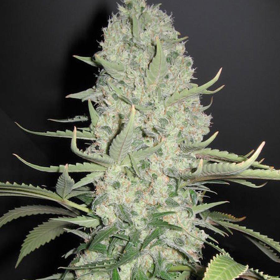 White Widow x Big Bud Feminised Seeds - 4