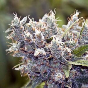 Bubblegummer Feminised Seeds - 4