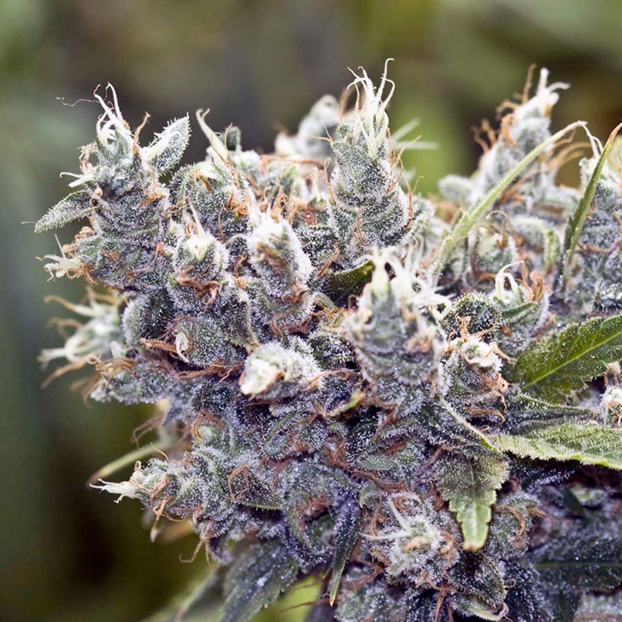 Bubblegummer Feminised Seeds - 4