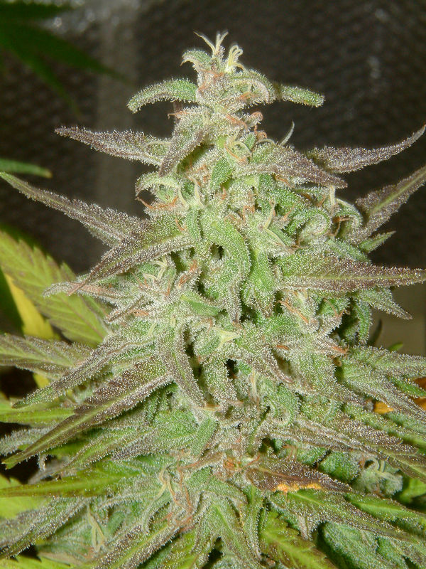 Maroc Feminised Seeds - 4