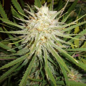 Cinderella 99 Feminised Seeds - 4