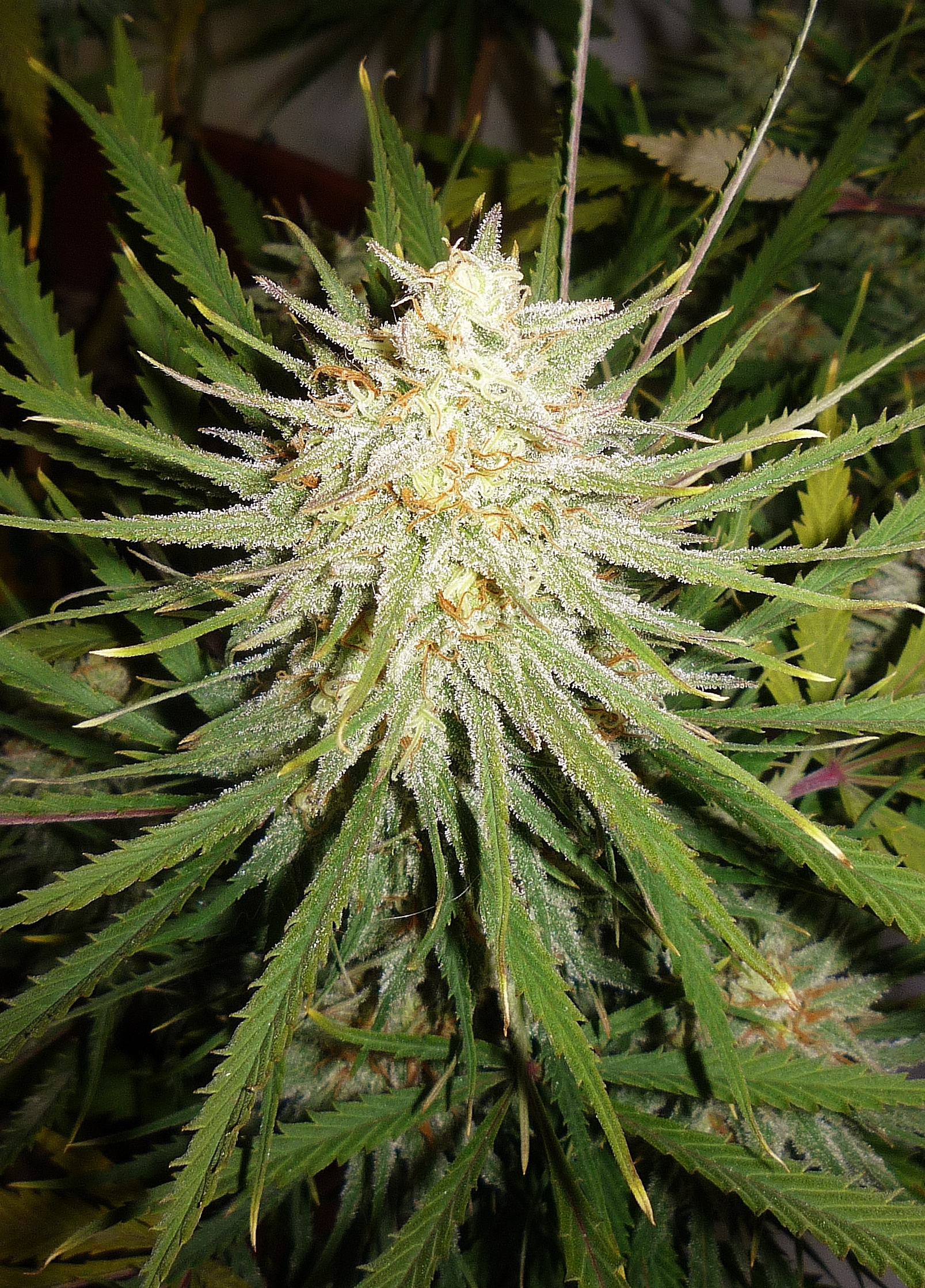 Cinderella 99 Feminised Seeds - 4