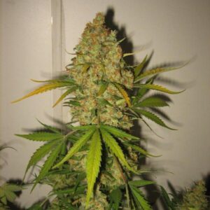 Skunk Special Feminised Seeds - 10