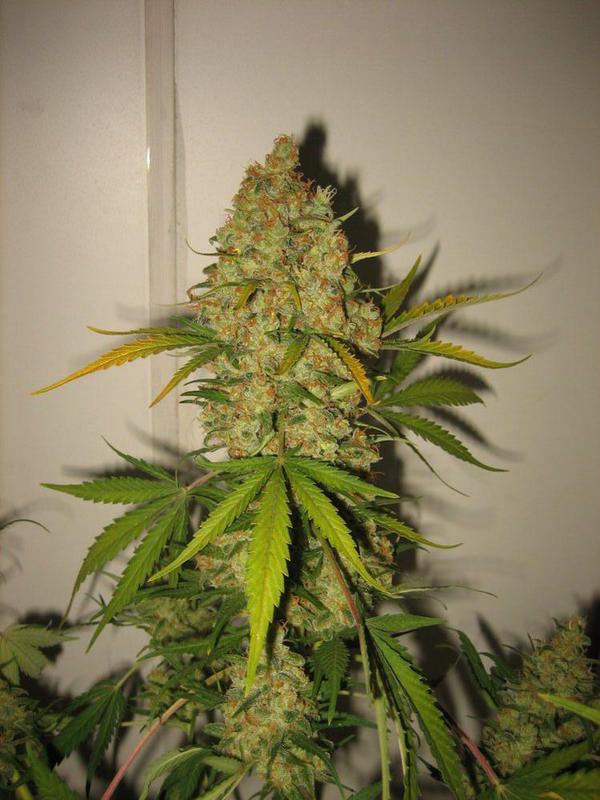 Skunk Special Feminised Seeds - 10