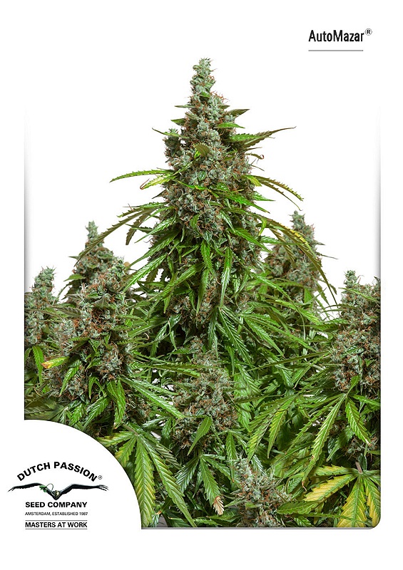 Mazar Auto Feminised Seeds - 3