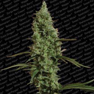 Atomical Haze Feminised Seeds - 10