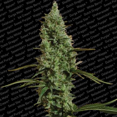 Atomical Haze Feminised Seeds - 10