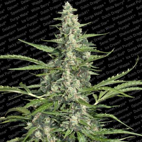 Pandora Auto Feminised Seeds - 5