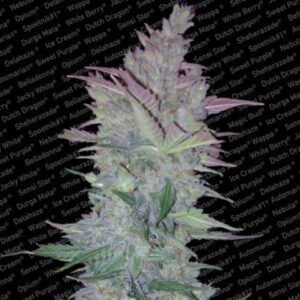 Vertigo Auto Feminised Seeds - 5