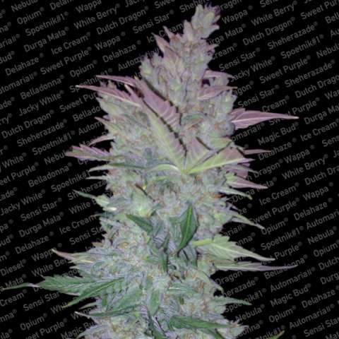 Vertigo Auto Feminised Seeds - 5