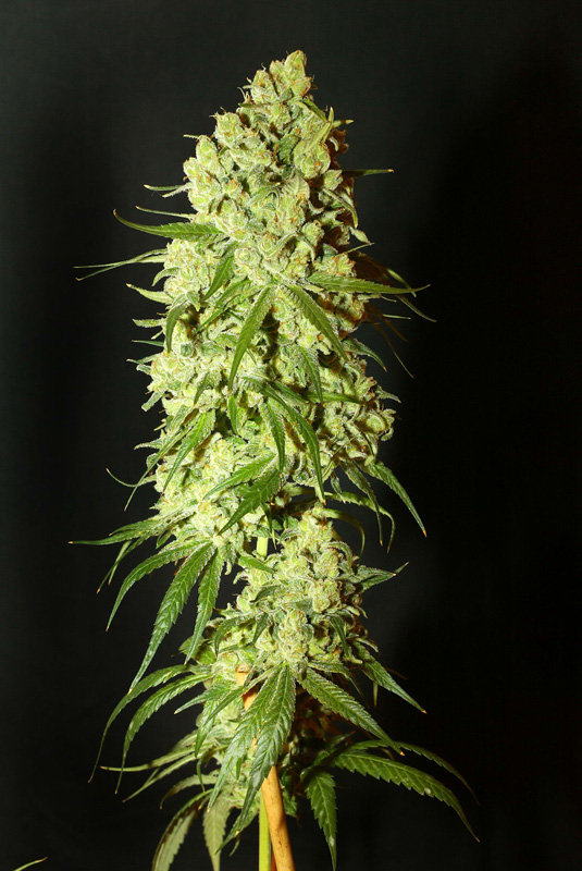 Cannatonic Feminised Seeds - 5