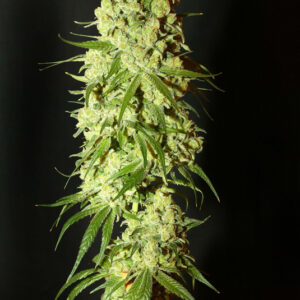 Cannatonic Feminised Seeds - 10