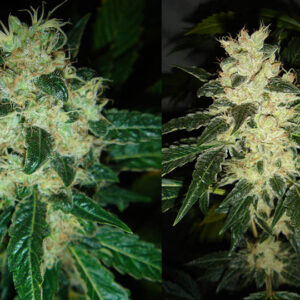 Sour P Feminised Seeds - 10