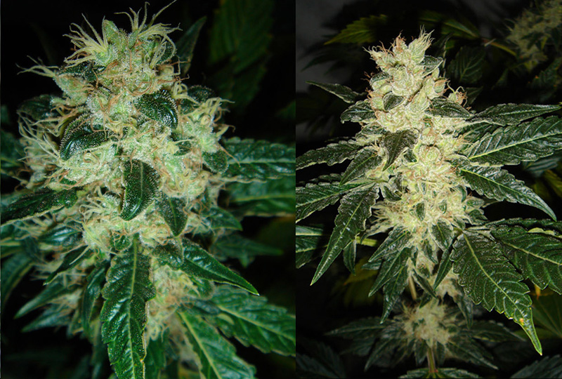 Sour P Feminised Seeds - 10