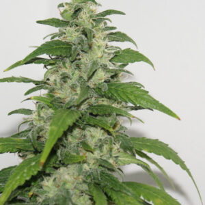 Yummy Feminised Seeds - 5