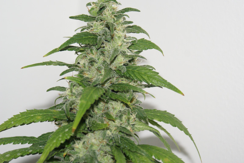 Yummy Feminised Seeds - 5
