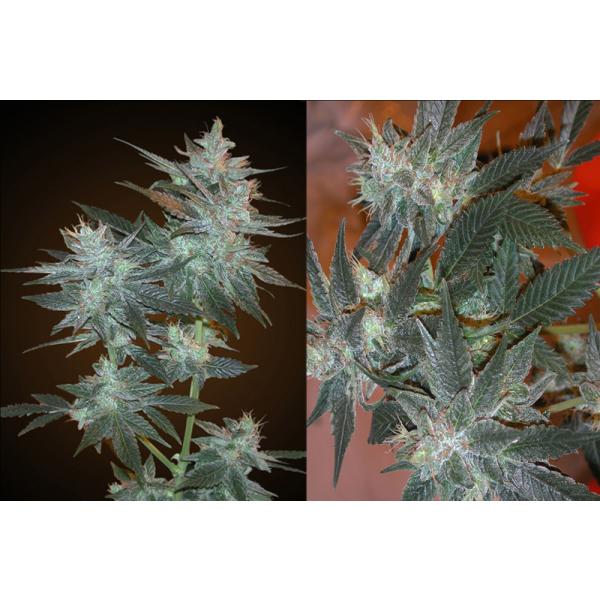 L.A. Ultra Feminised Seeds - 10