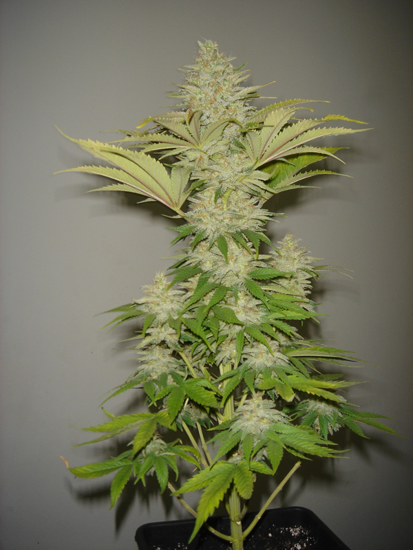 Bubblicious Feminised Seeds - 3