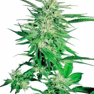 Big Bud Feminised Seeds - 10