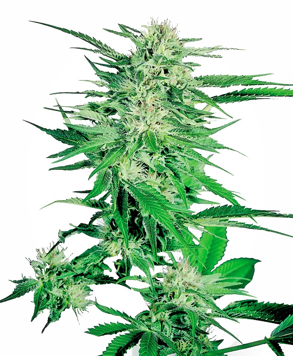 Big Bud Feminised Seeds - 10