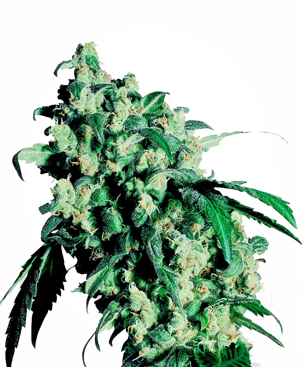 Super Skunk Feminised Seeds - 10