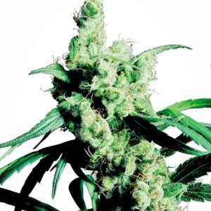 Silver Haze Feminised Seeds - 10