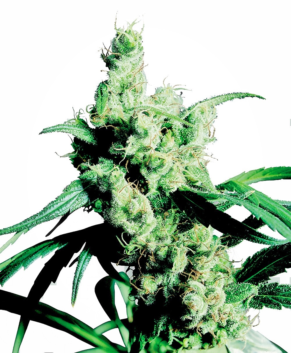 Silver Haze Feminised Seeds - 10