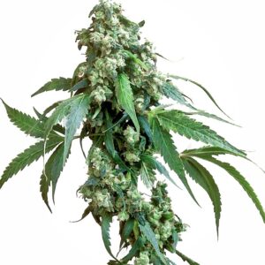 Jack Flash #5 Feminised Seeds - 5
