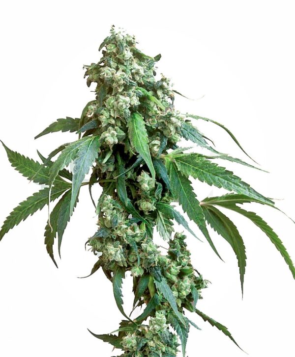 Jack Flash #5 Feminised Seeds - 5